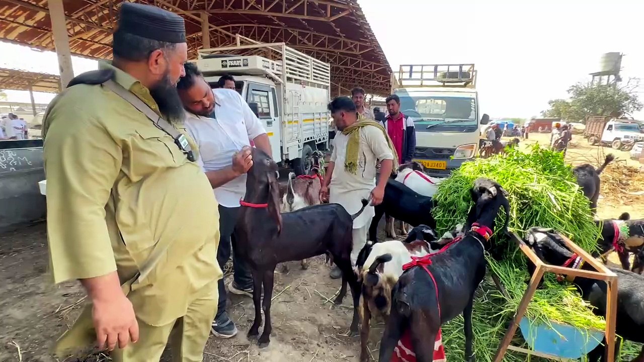 नज़ीर ख़ान ने उड़ाए घोड़े जैसे पंजाबी बकरे 😱 सस्ते भाव में टॉप क्वालिटी बकरे Live Sauda @farmingbaba