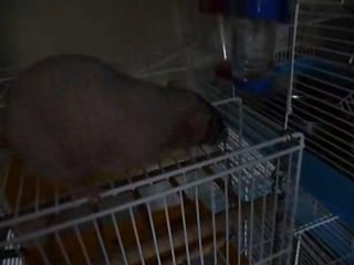 Bulle,Wendy et Kiwi s'éclatent hors de la cage