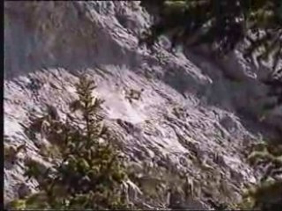 Bouquetins au col d'Encrenaz Bargy 2008