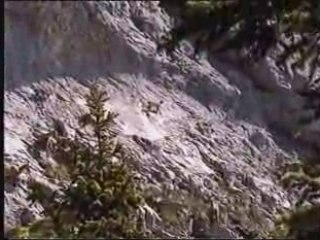 Bouquetins au col d'Encrenaz Bargy 2008