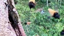 Honey Forest