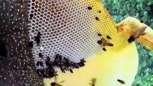 Honey Forest