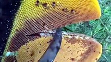 Honey Forest