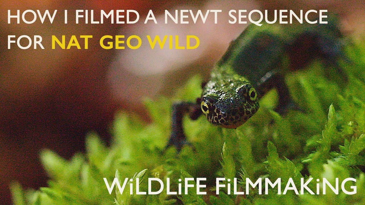 Wildlife Cinematography Showreel: HOW I filmed Alpine Newts without Underwater Camera gear.!