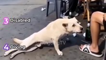 Ranking the Top 4 funny dog moments part2 -dtv