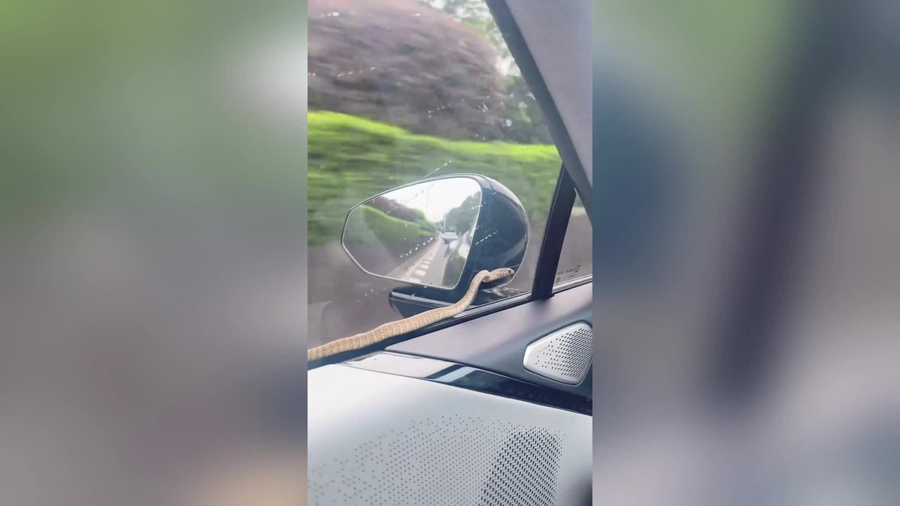 Snake Takes Unexpected Ride on Moving Car in Bizarre Road Encounter