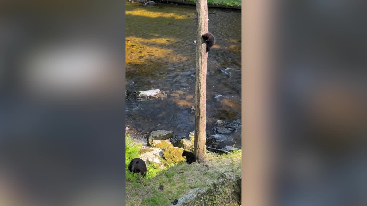 Momma Black Bear Defends Triplets From Much Larger Brown Bear