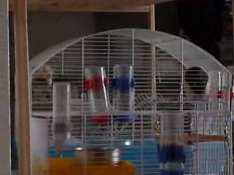 Kiwi,Bulle et Wendy s'éclatent avec Hélios