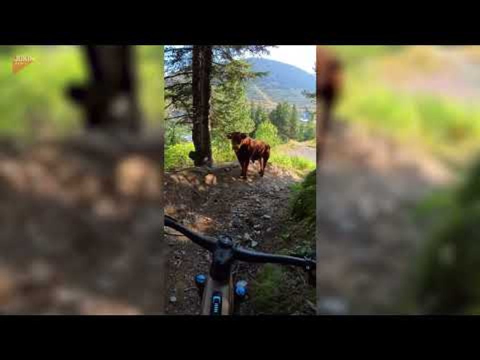 Cyclist Encounters Bull Blocking Mountain Trail