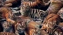Siberian tigers at the Harbin Siberian Tiger Park in China #wildlife