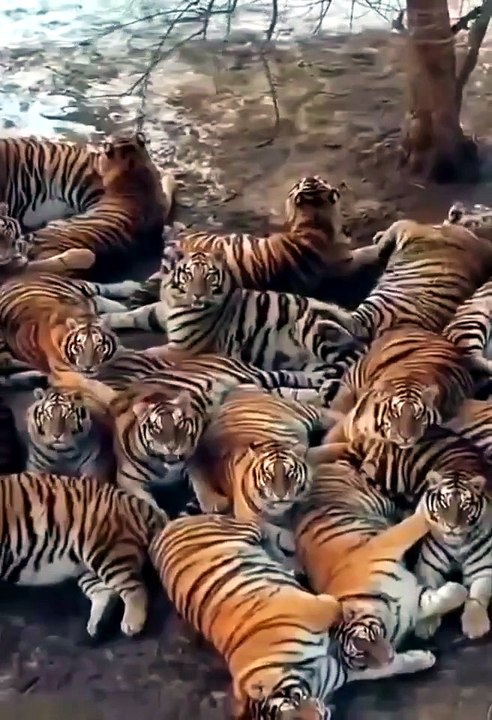 Siberian tigers at the Harbin Siberian Tiger Park in China #wildlife