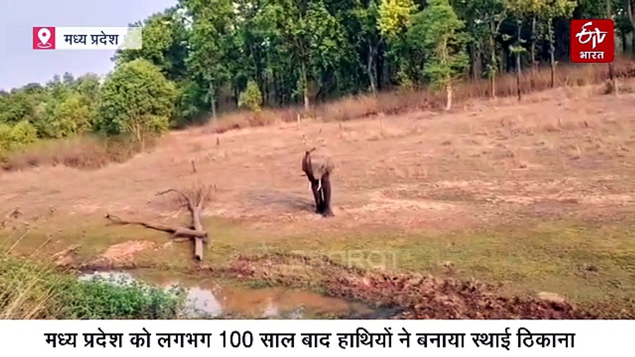 टाइगर के बाद एलीफेंट स्टेट की बारी, बांधवगढ़ में फुल प्रूफ प्लान के साथ 100 साल बाद लौटे हाथी