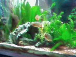 pyranha: les Bébés qui mangent