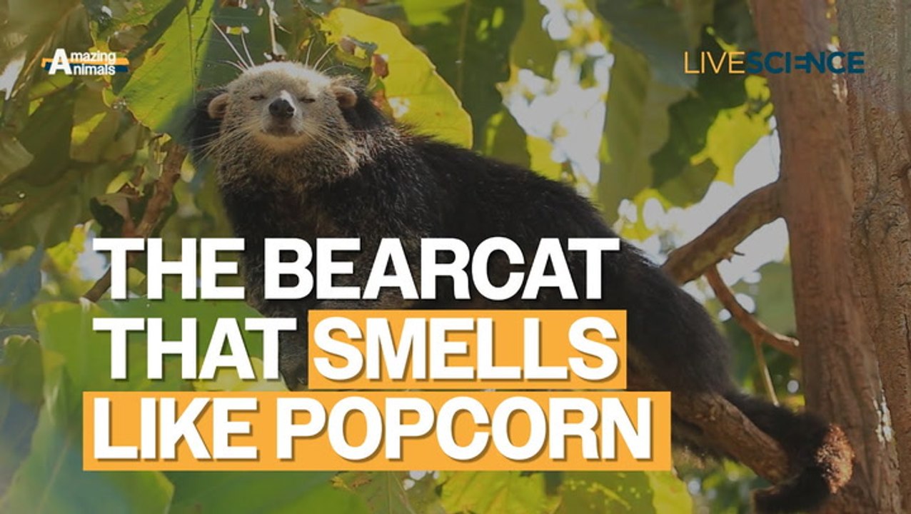 Binturong: The bearcat that smells like popcorn | Amazing Animals