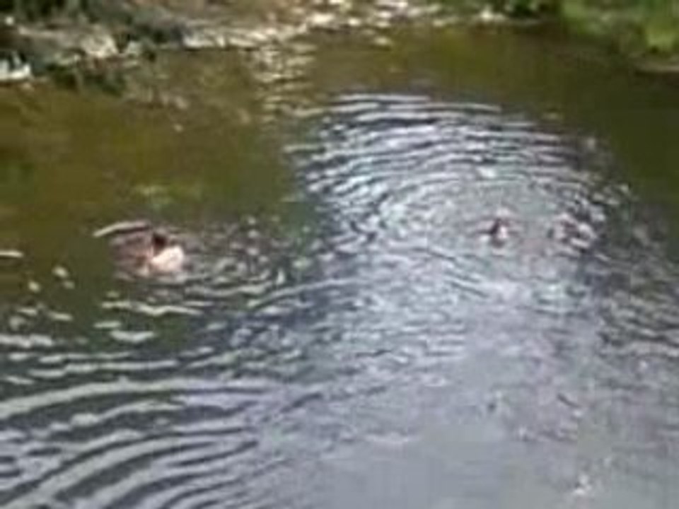Vidéo de chichi