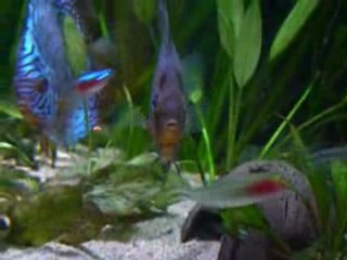 discus malade