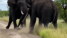 Breathtaking Safari Video Of Two Massive Bull Elephants Locking Tusks In An Intense Road Battle