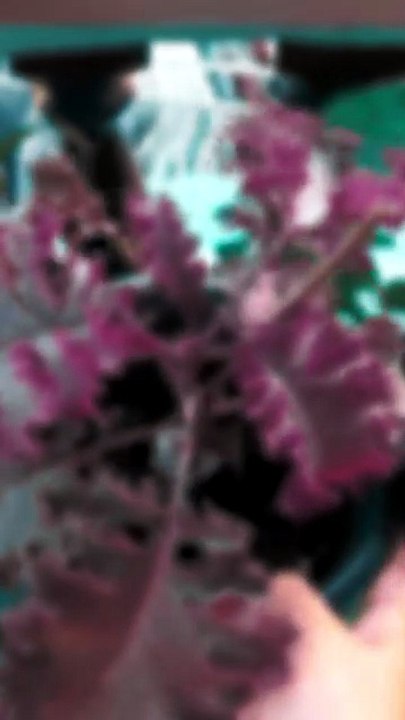 organic Purple Scarlet Kale Plants, Heirloom Garden Vegetables