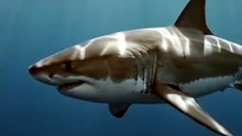 🤨 Do Sharks Ever Stop Swimming? 🦈🌊