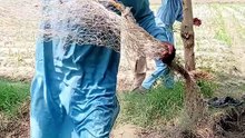 Frog catcher