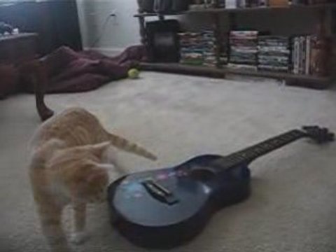 Duo parfait entre un chat chanteur et son maitre guitariste - Vidéo  Dailymotion