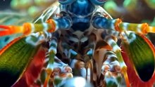 Real Life Animal Superpowers | Mantis Shrimp, Axolotl & Electric Eel