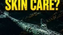 Why Whales Cover Themselves in Seaweed (It’s Not What You Think)