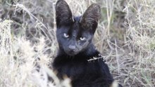 Meet 12 melanistic marvels: rare black animals that reveal nature’s beauty