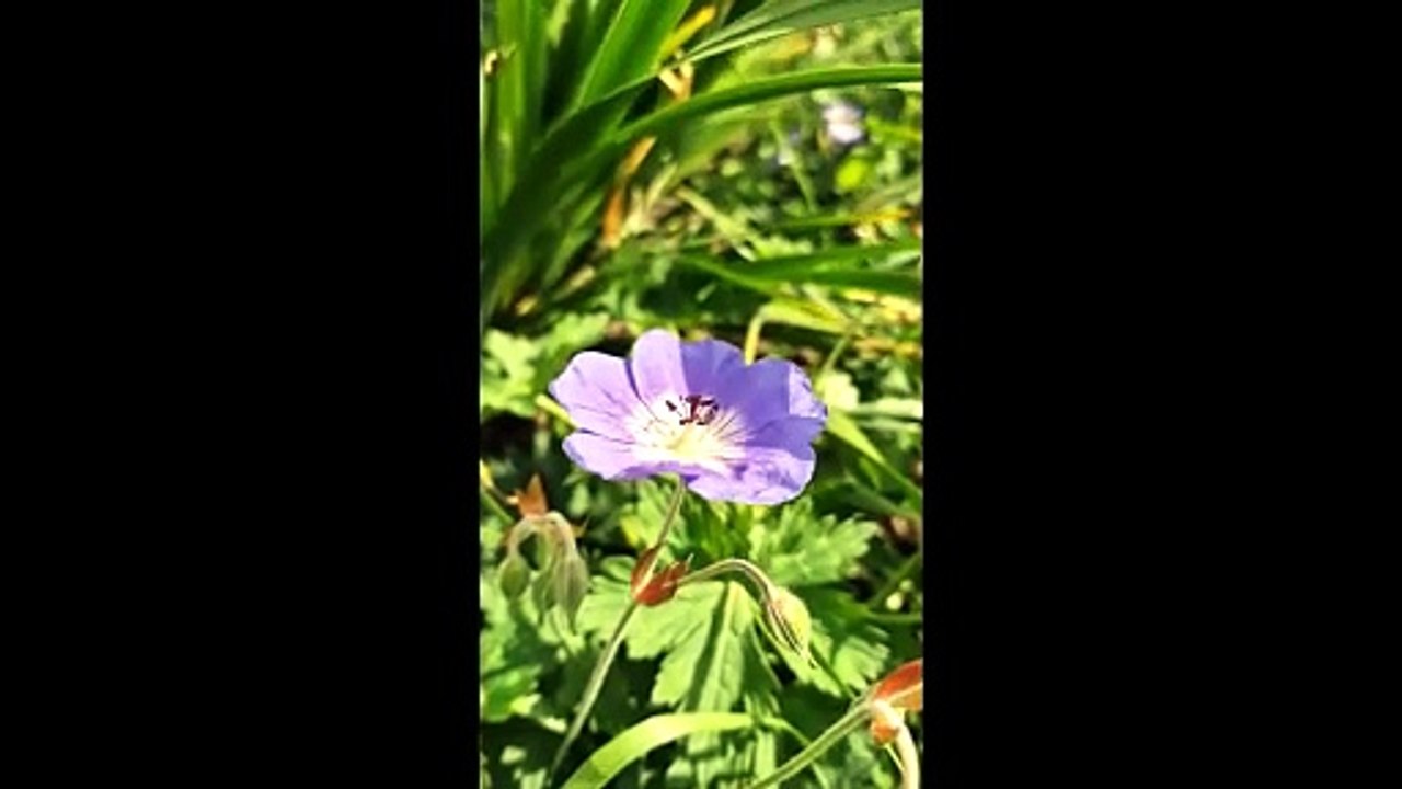 burning flower