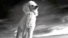 Study sheds light on health of cross-bred vs purebred dogs