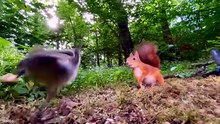Funniest Animal Videos  😂 Animals With Perfect Comedy Timing