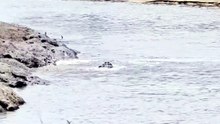 Wild River Ambush: Crocodiles Hunt Zebras and Wildebeests