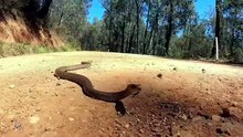 brown snake with white stripes texas