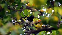 can magpies kill you