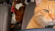 #funnycats
