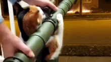#funnycats