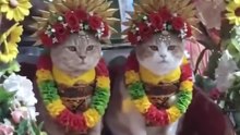 The Best Cat Celebrating 😸😸