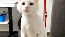 Cats Funny Action Moment 😸😸😸