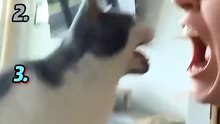 Best Moment Cats are Unhappy 😸😸😸