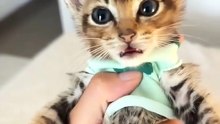 Best Moment Cats Meooww. .😸😸😸