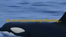 Why This Apex Predator Intentionally Stops Having Babies