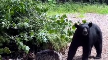 Un chat intrépide fait reculer un ours curieux avec un coup de griffe
