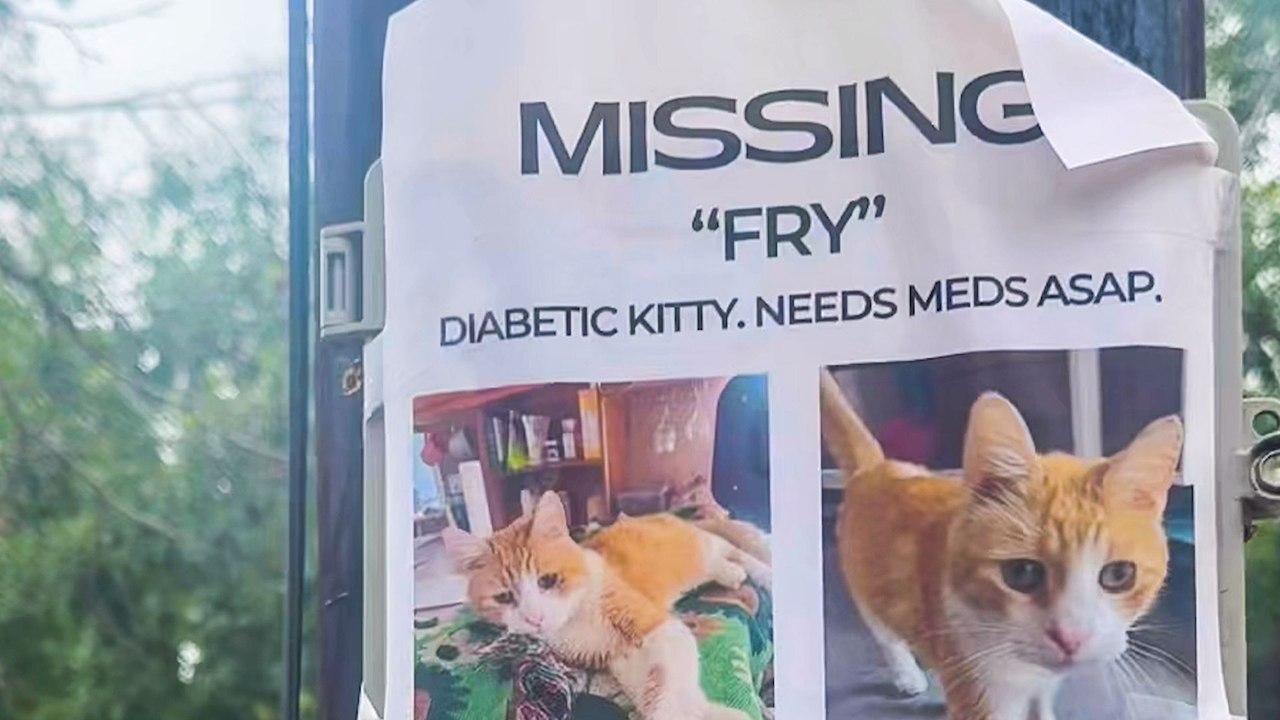Missing Cat Ends Up On The Other Side Of The Country