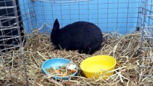"The first step in digging to China is chewing through the floor." -Void Floof Foreman | #SparklegleamFarm #Bunny #homestead #rabbit #farmanimals #cute