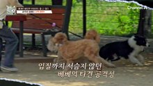 "개가 잘했어요^^.." 제대로 배우면 보호자도 할 수 있다! 공격성 없애는 산책 훈련