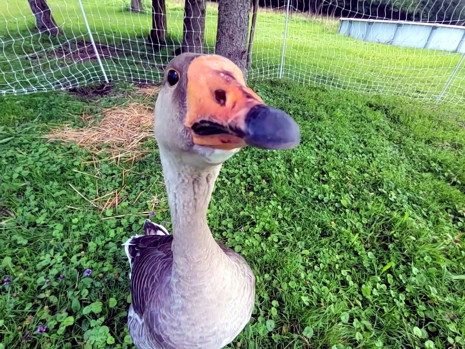 Tooey sings the song of her people. | #SparklegleamFarm #Tooey #homestead #Lemongrab #geese #farmanimals #UNACCEPTABLE #cute