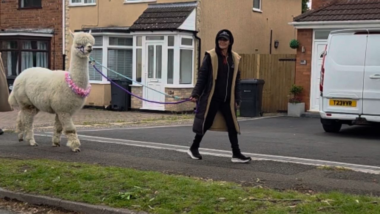Alpaca Strolls Along A Birmingham Road