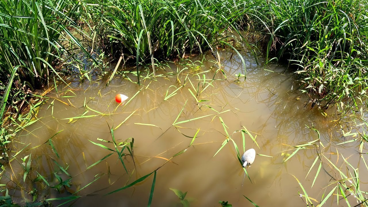pescando anguilas en laguna llena de pasto, no lo podíamos creer, pesca de barrio