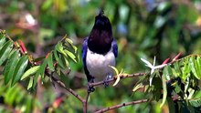 are magpies dangerous to dog