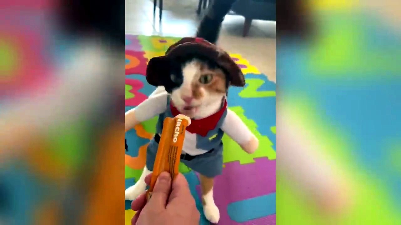 These Animals Completely Lost the Plot 🤣🐶 #AnimalVideo #FunnyPets #Viral#Funny